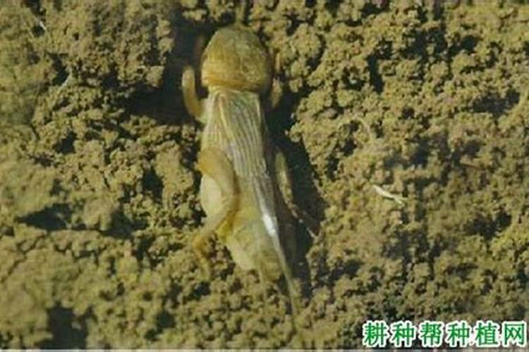 老师一亩花生地氮磷钾肥各多少斤