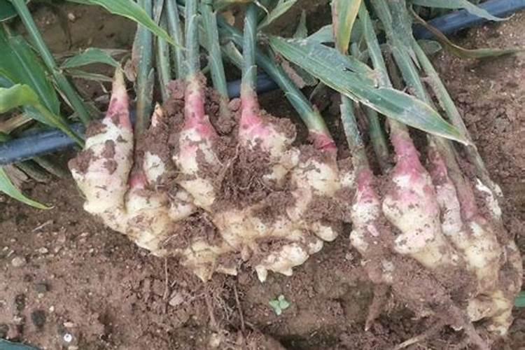 种植大姜怎么施肥好