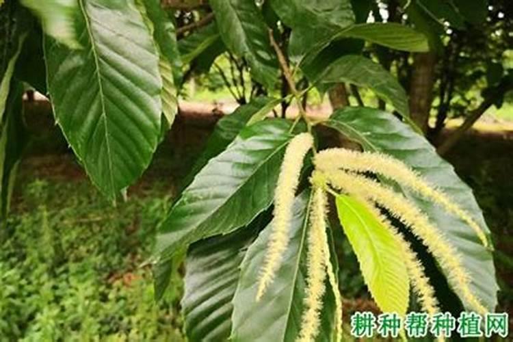 ﻿干果之王:板栗抗衰强身秋季食疗方