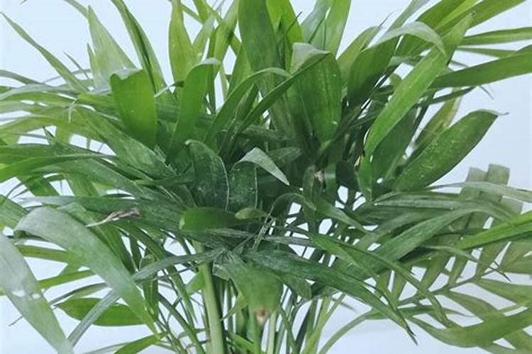 袖珍椰子用什么肥料好