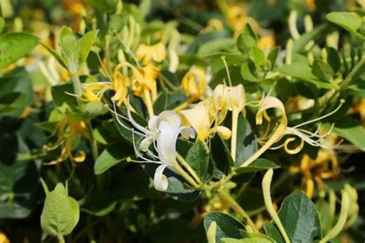盆栽金银花栽培技术(金银花树盆栽的养护技巧)