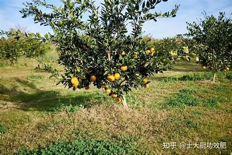 柑橘肥害补救措施