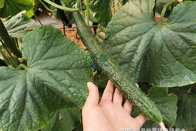 黄瓜连续阴天注意什么 黄瓜养殖技巧