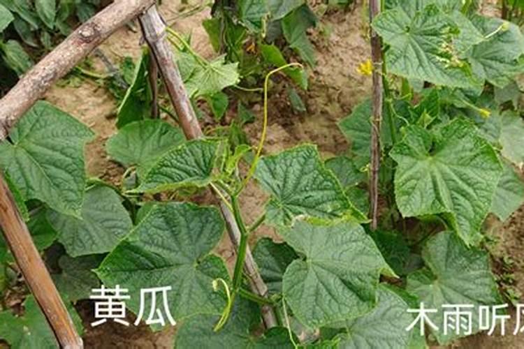 下了4天雨节瓜黄瓜怎样管理才好？
