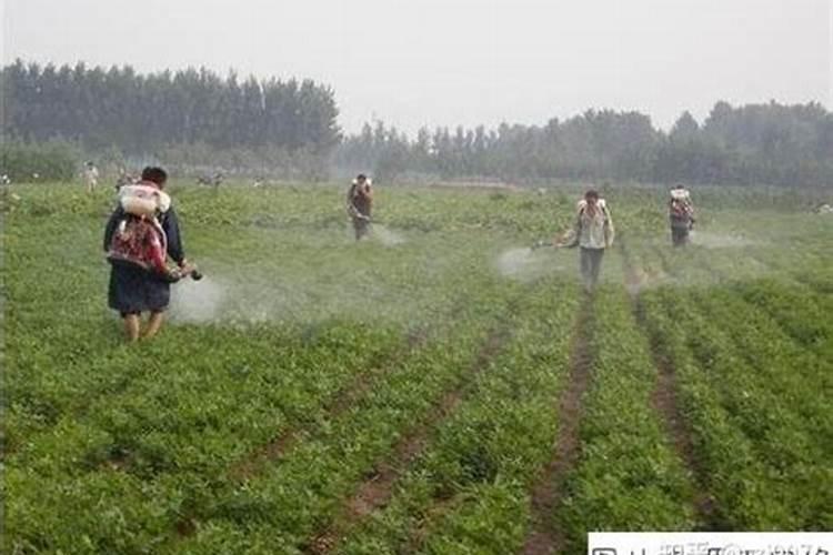大葱用什么肥料最好