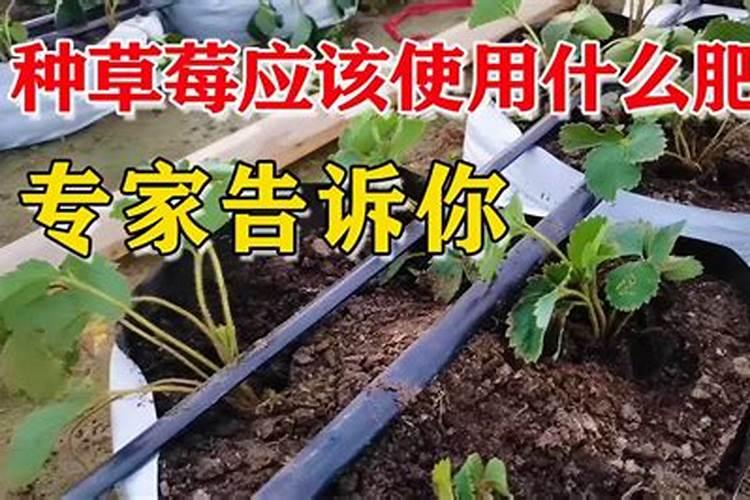 草莓裂果是什么原因？咋改变
