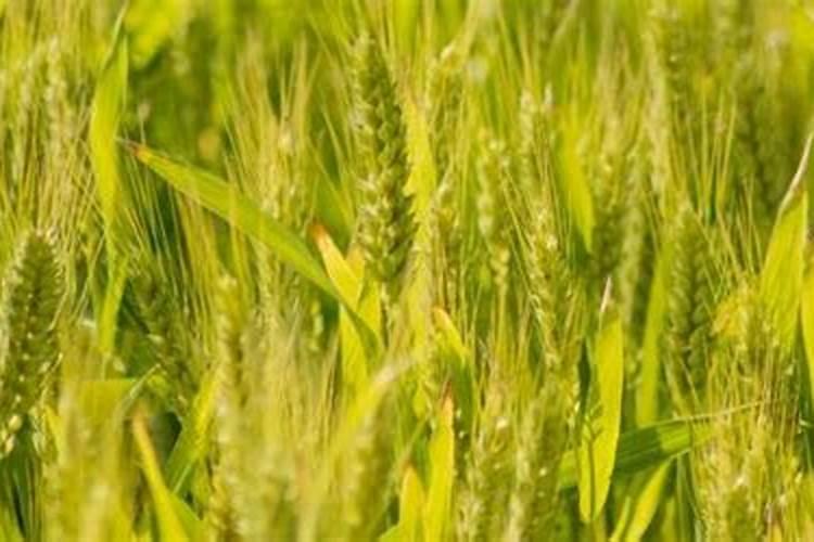 老师种小麦用什么肥料做底肥好？