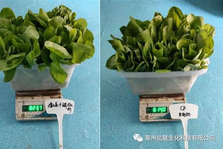 小白菜出芽后几天浇肥