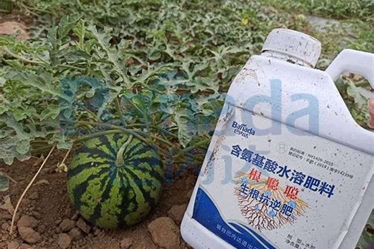 西瓜地用什么钙肥施底肥好？