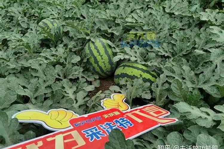 种西瓜用什么肥料好
