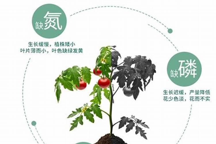 玉米专用复合肥十大品牌