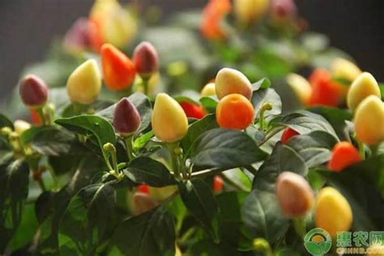 老师种小麦用什么肥料做底肥好？