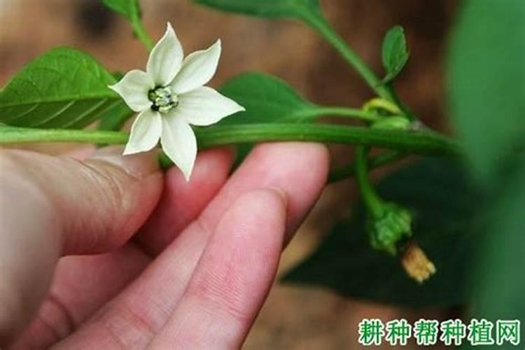 辣椒开花结果期用什么肥料