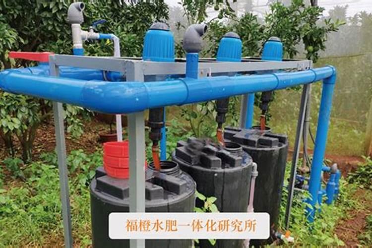 雨水多湿度大,大姜该如何浇水施肥？