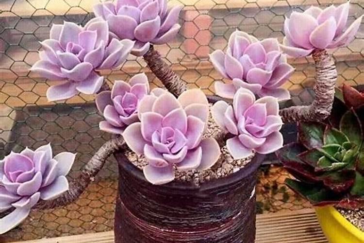 什么叫做铵态氮肥