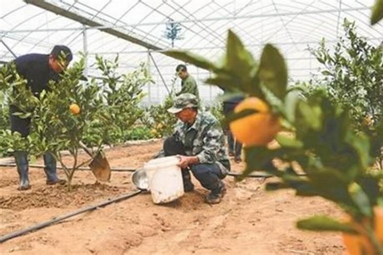 复合肥氮磷钾含量标准