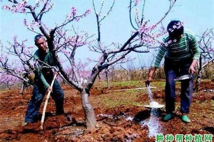 杜鹃花怎样施肥 施什么肥比较好