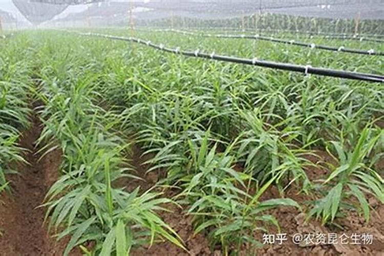 颗粒水溶肥跟大元素肥料相比,怎么使用效果更好？
