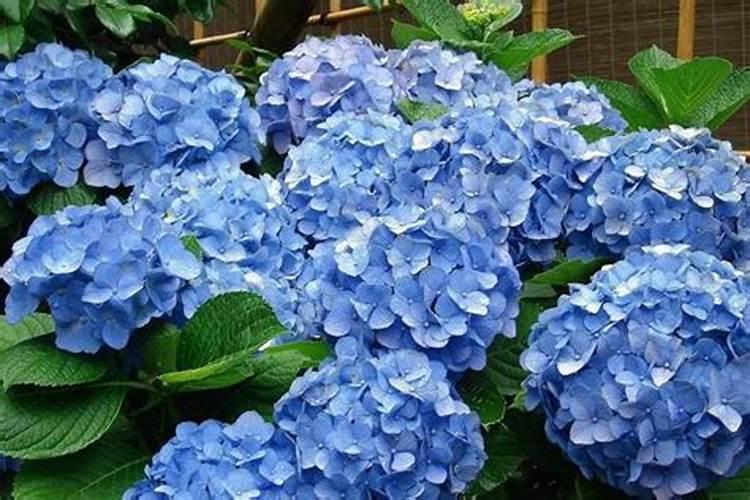 绣球花怎么施肥