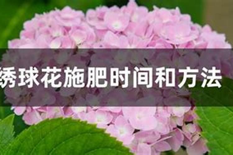 绣球花开花时能施肥吗