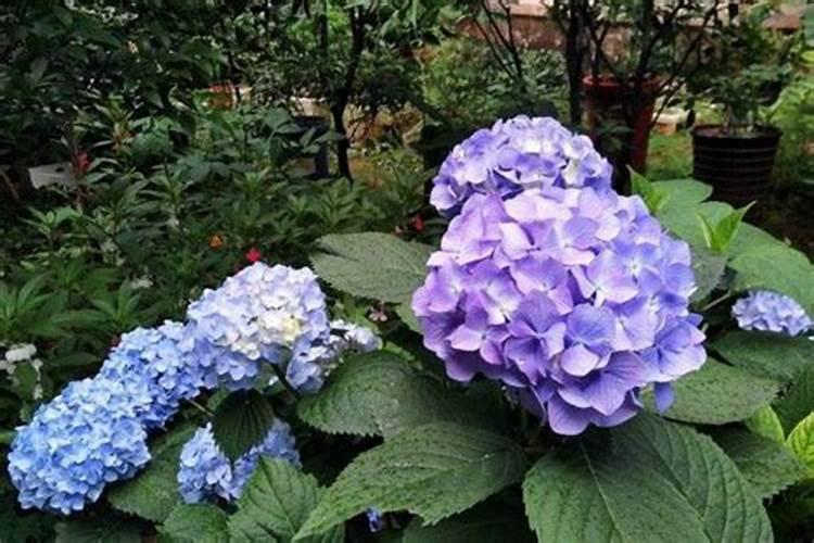 绣球花大量开花需要哪些条件？