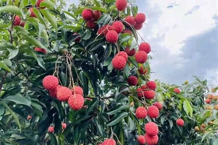 芸苔素内脂素喷在荔枝叶需要过湿吗？