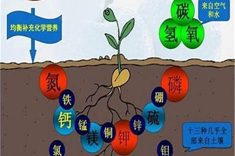大豆种植技术和肥料使用