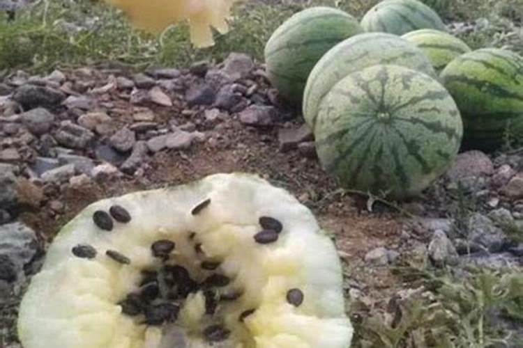 杜鹃花怎么施肥？