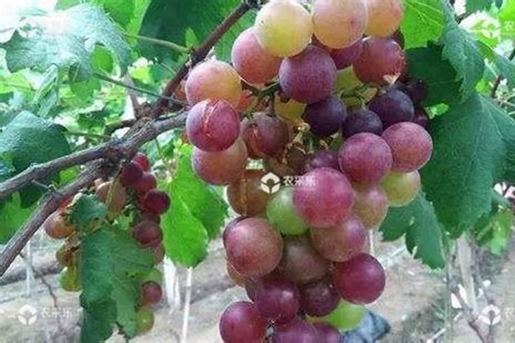 什么时候给杜鹃花喷叶面肥合适？