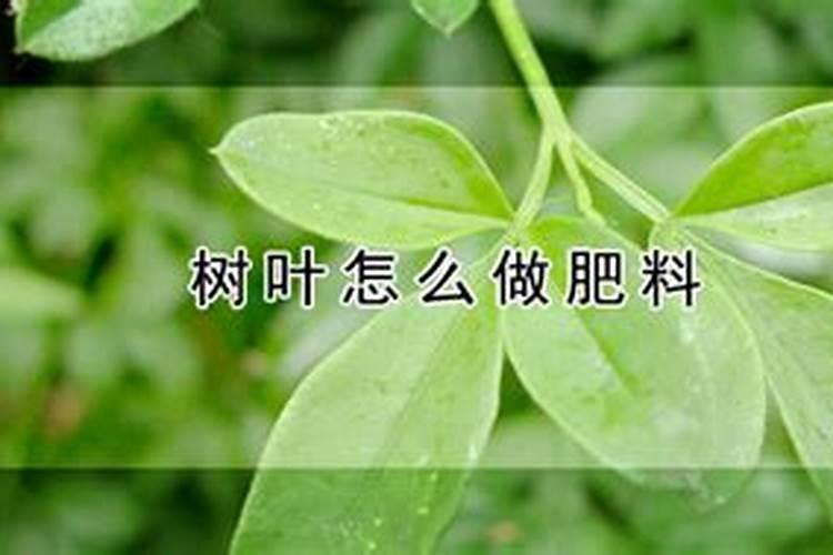 木耳菜什么时候种植最好