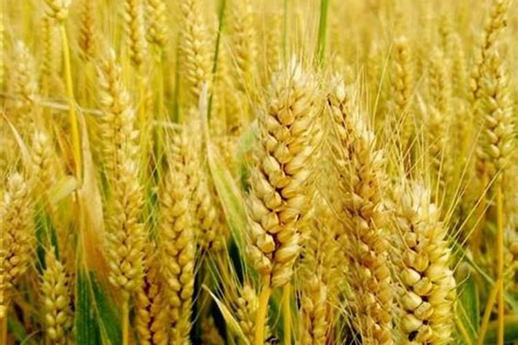 种西红柿用什么肥料最好