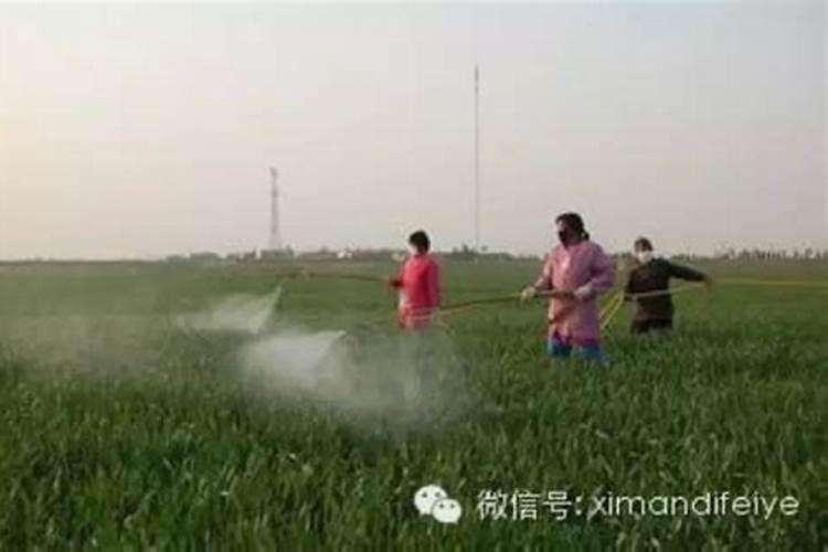 小麦干旱打叶面肥可以吗