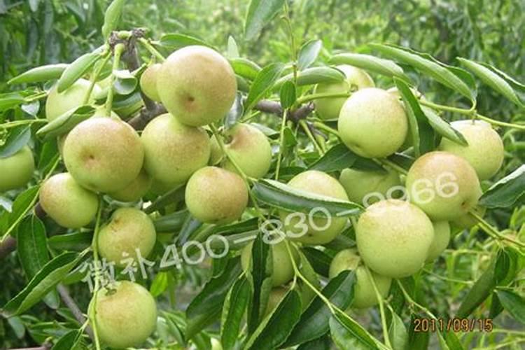 冬枣用什么肥料果实更甜 施肥方法有哪些