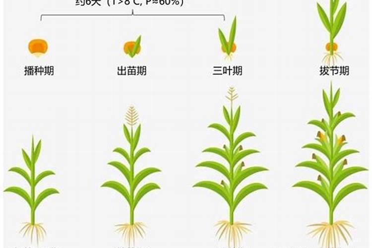 一亩地玉米究竟要施多少化肥
