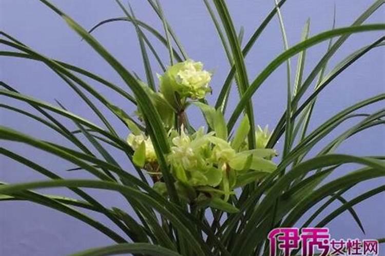 罗布泊黄腐酸型硫酸钾是正规品牌吗？