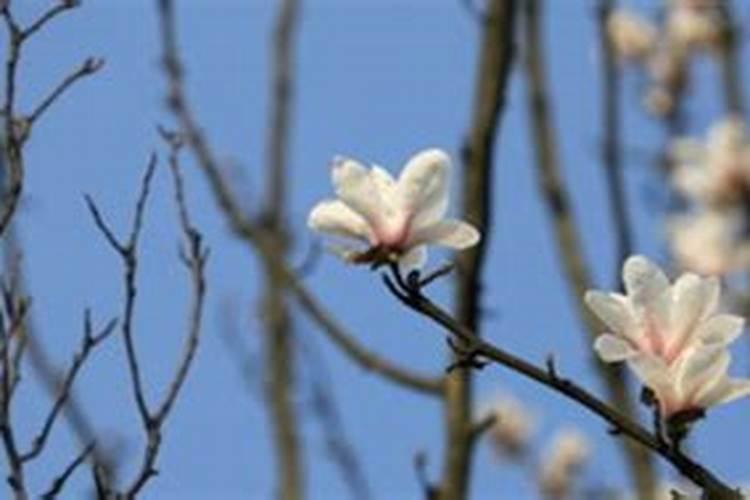 用什么叶面肥喷施白玉兰花花朵变大