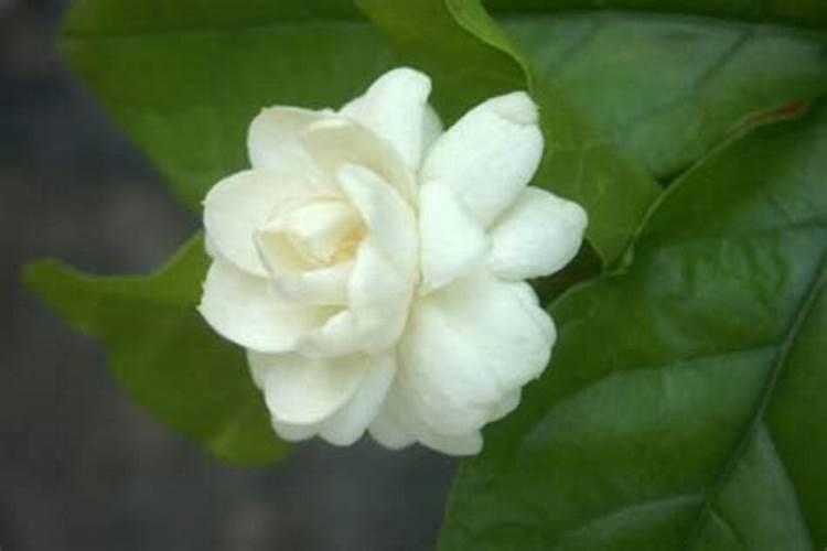 硼砂能当硼肥用吗硼砂在种植三青莴笋露地使用可以吗三青莴笋要是百度...