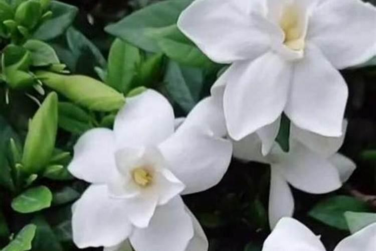 莲雾几月份开花结果
