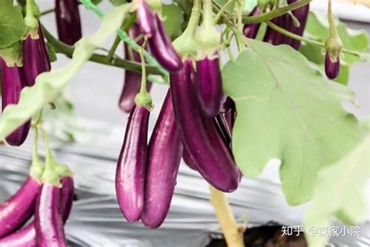 农户种植西瓜,一般多久追一次肥呢？追肥时需要注意些什么？