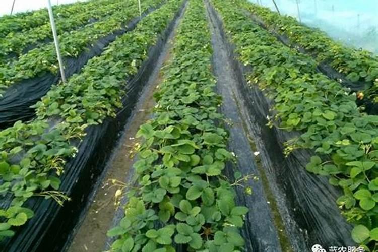 草莓植株长势较弱盖棚膜后追肥浇水