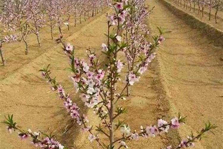 桃树什么时候施肥效果最好