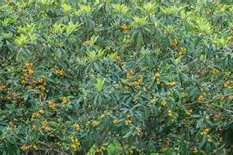 枇杷壮果用什么肥料？枇杷树壮果期的需肥特点和施肥管理建议