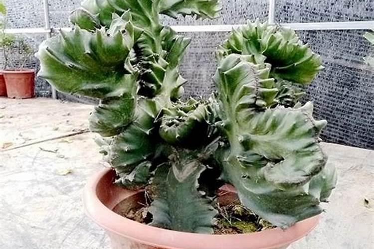 复合肥高氮和低氮有什么区别