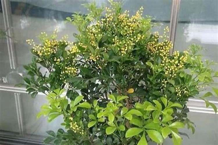 炒熟的黄豆能作为肥料放在米兰的土里吗？