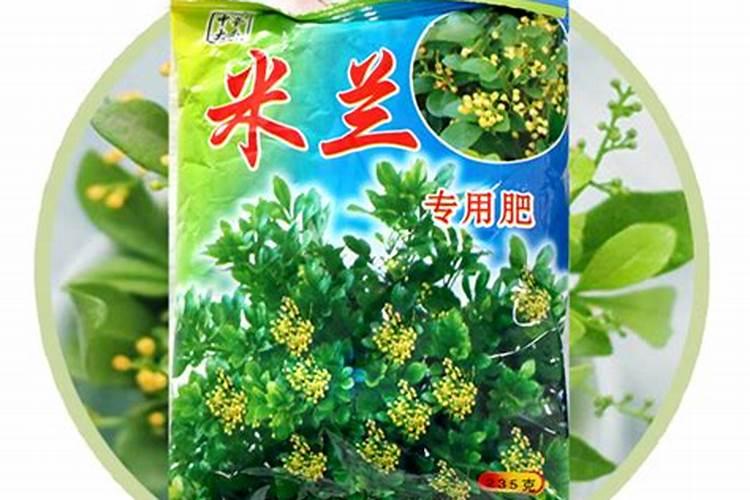 【米兰花养殖方法】米兰花家居养殖知识分享
