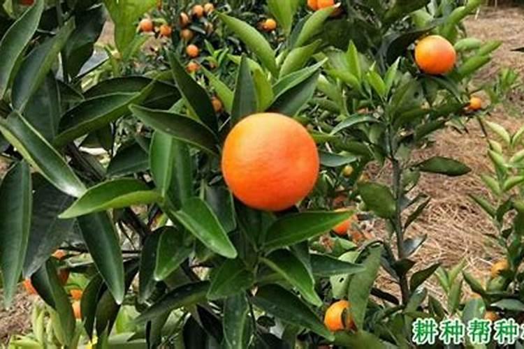 玉米锌肥叶面喷施用量