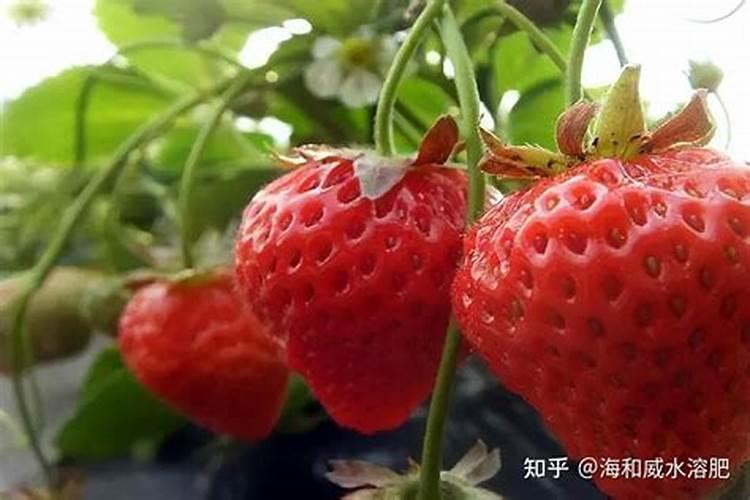 草莓在开花的时候施什么肥料