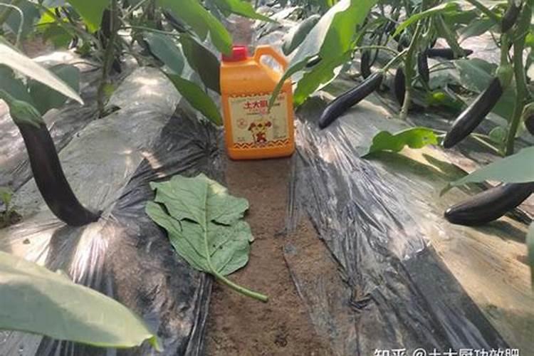 叶面肥是有机肥吗 有机肥可以叶面喷施吗