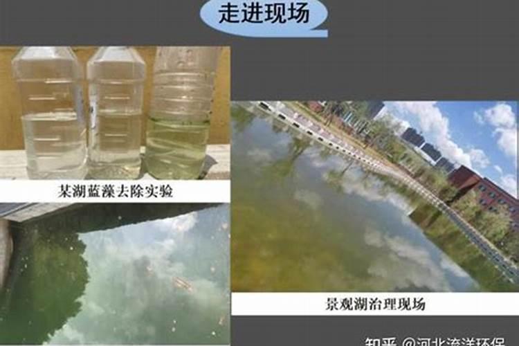 磷肥对鱼塘的作用及功能