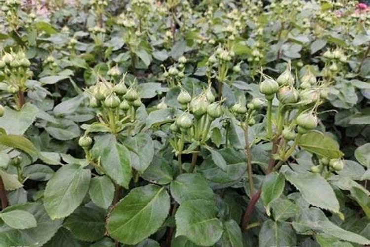 种大豆用不用施肥？化肥还是农家肥？